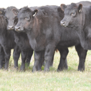 USDA report on beef prices good first step, but…