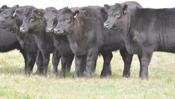 USDA report on beef prices good first step, but…