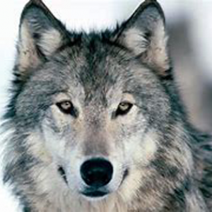 Gray Wolf Delisted from Endangered Species