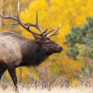 Montana Hunting Season Should be OK Despite Drought