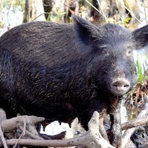 “Super Pigs” Threaten to Invade Montana