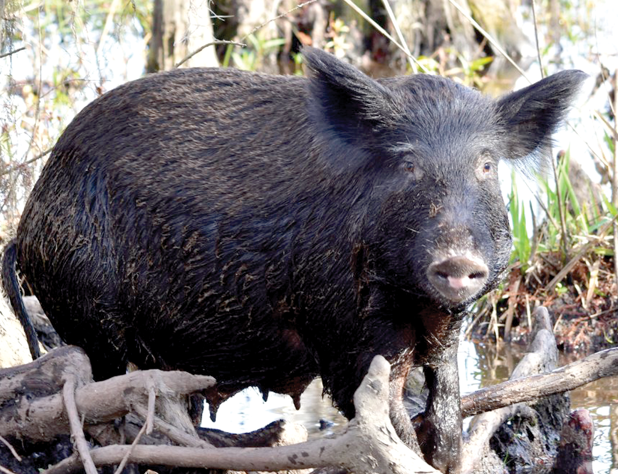 “Super Pigs” Threaten to Invade Montana